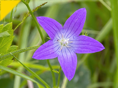 Campanula patula