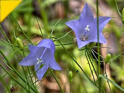 Campanula rotundifolia