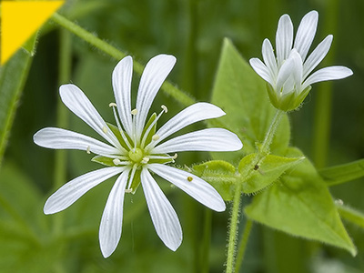 Stellaria nemorum