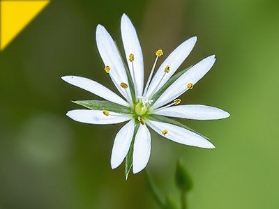 Stellaria graminea