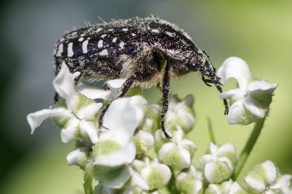 Олёнка рябая (Oxythyrea funesta).