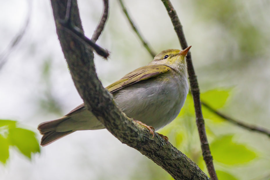 Пеночка-трещотка (Phylloscopus sibilatrix).