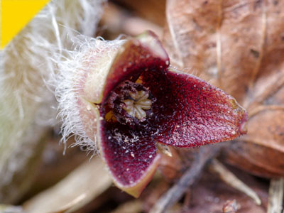 Asarum europaeum