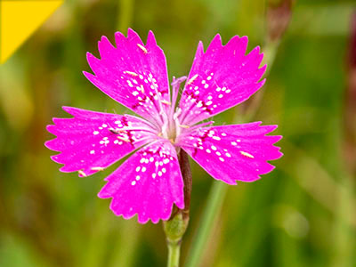 Dianthus deltoides