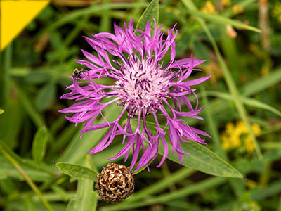 Centaurea jacea