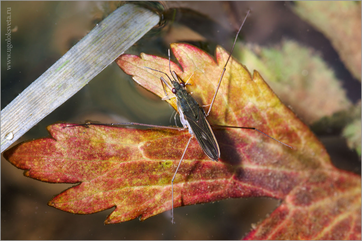 Прудовая водомерка (Gerris lacustris).