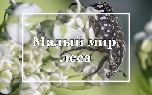 Раздел "Малый мир леса"