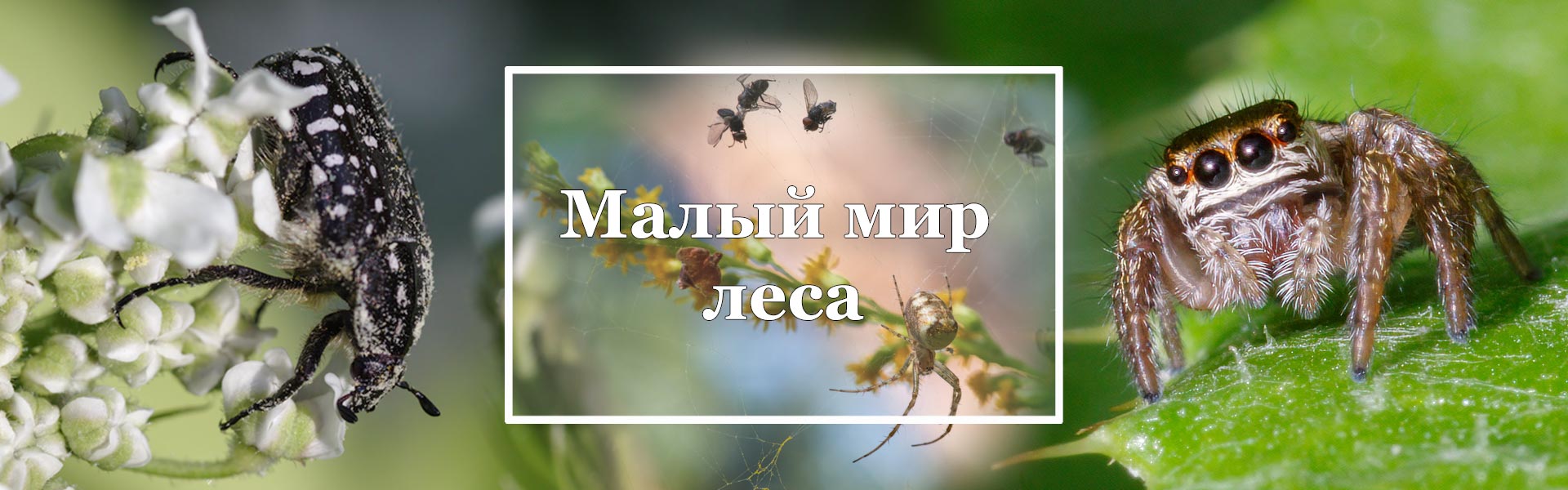 Раздел "Малый мир леса"