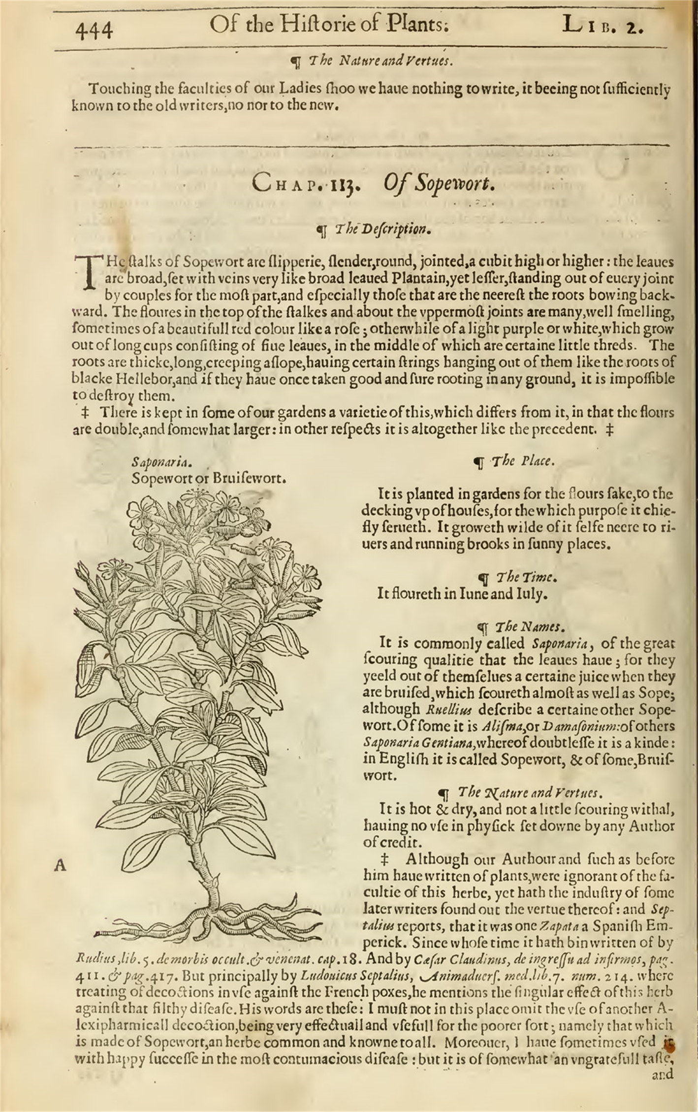 Страница "Травника" 1636 года с описанием и рисунком мыльнянки.