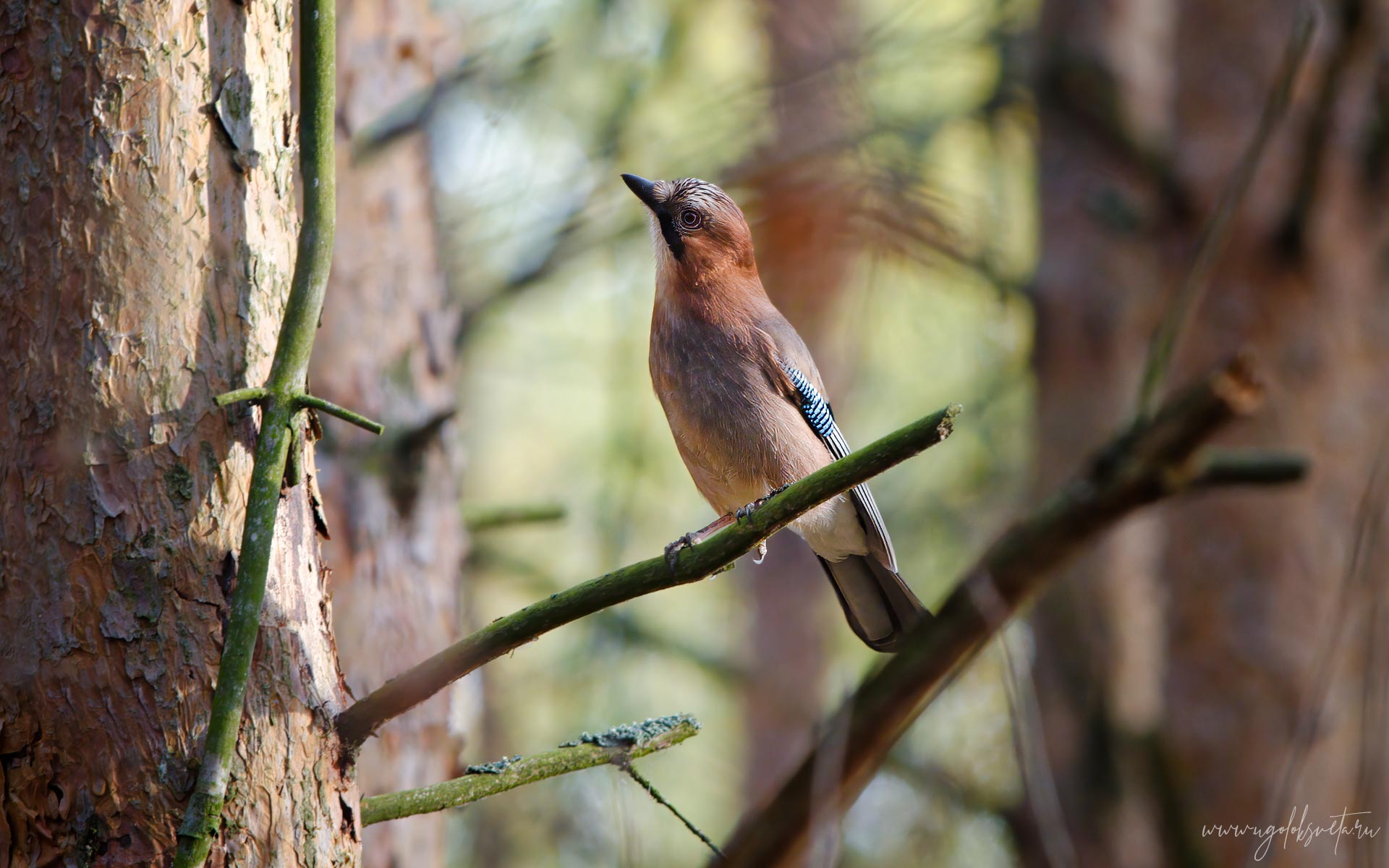 Обыкновенная сойка (Garrulus glandarius).