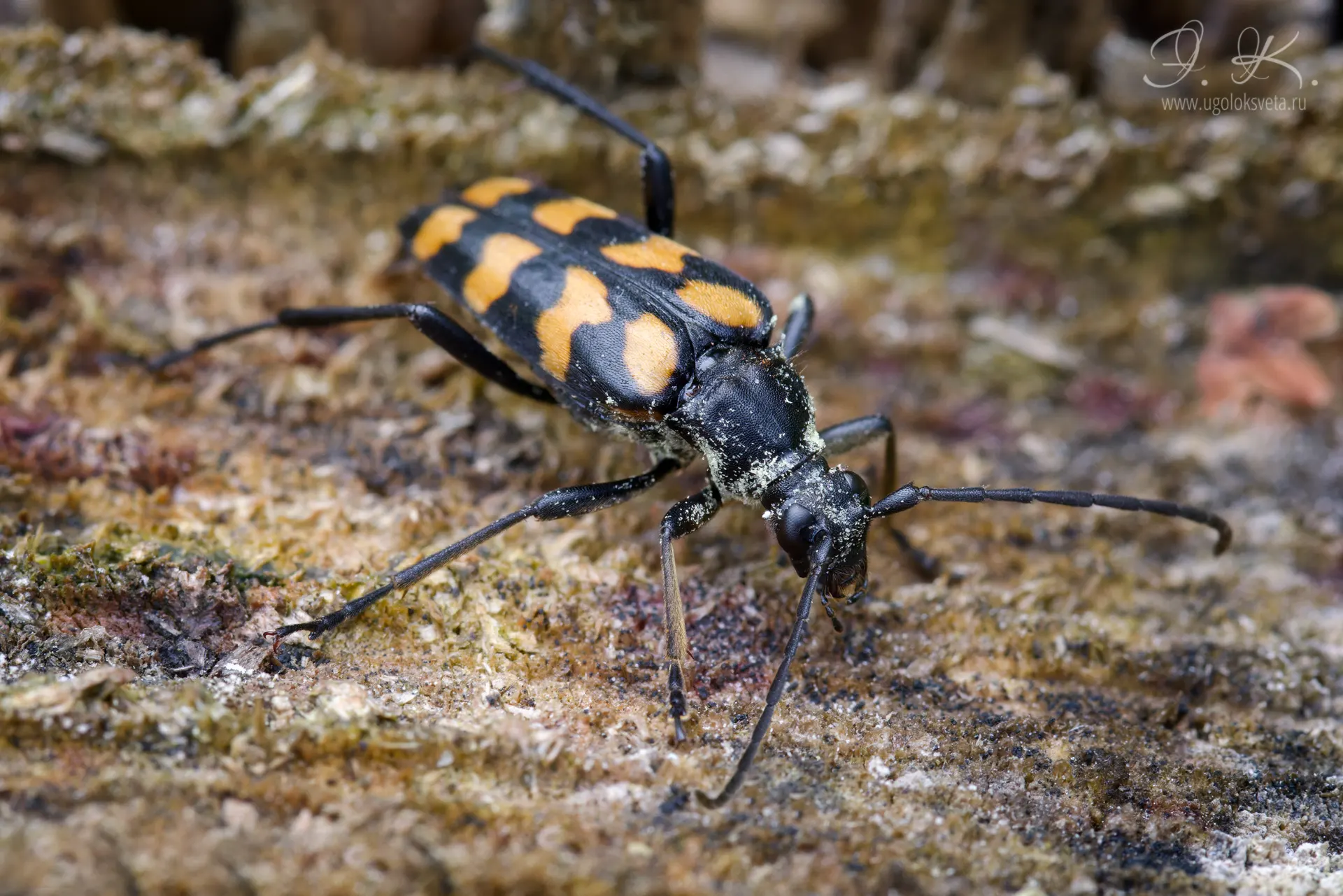 Лептура четырёхполосая (Leptura quadrifasciat).