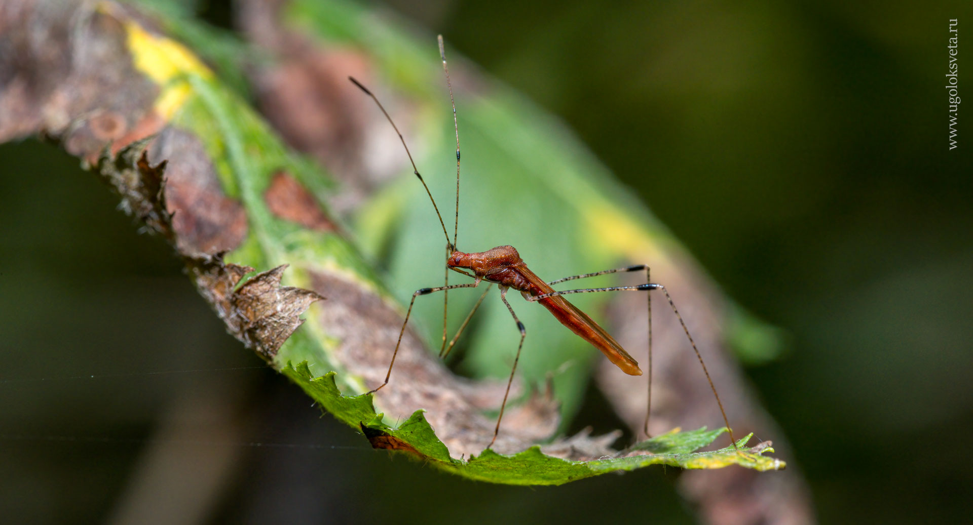 Рыжеватый метатропис (Metatropis rufescens).