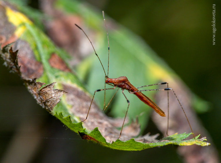 Рыжеватый метатропис (Metatropis rufescens)