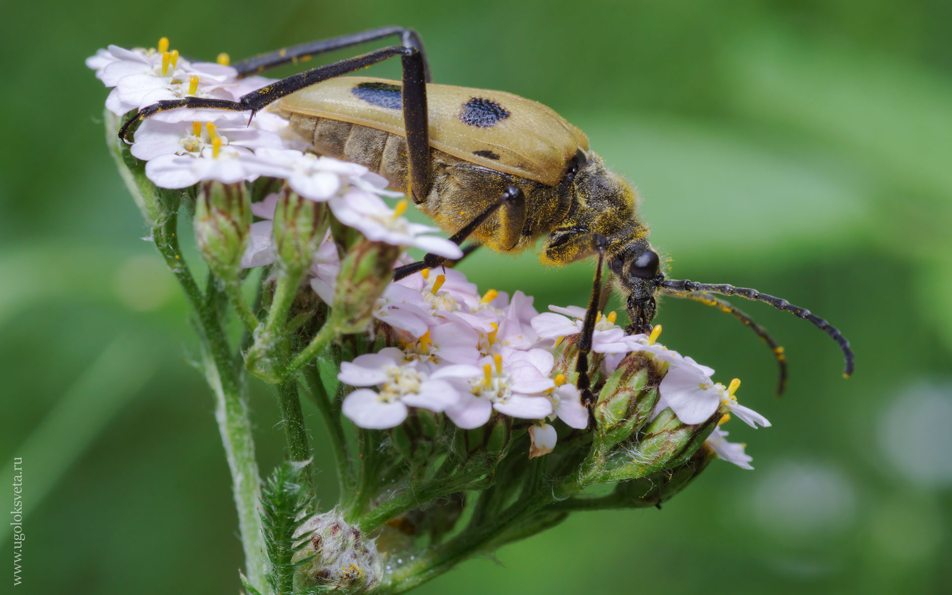 Четырёхпятнистая пахита (Pachyta quadrimaculata).