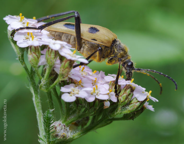 Четырёхпятнистая пахита (Pachyta quadrimaculata).