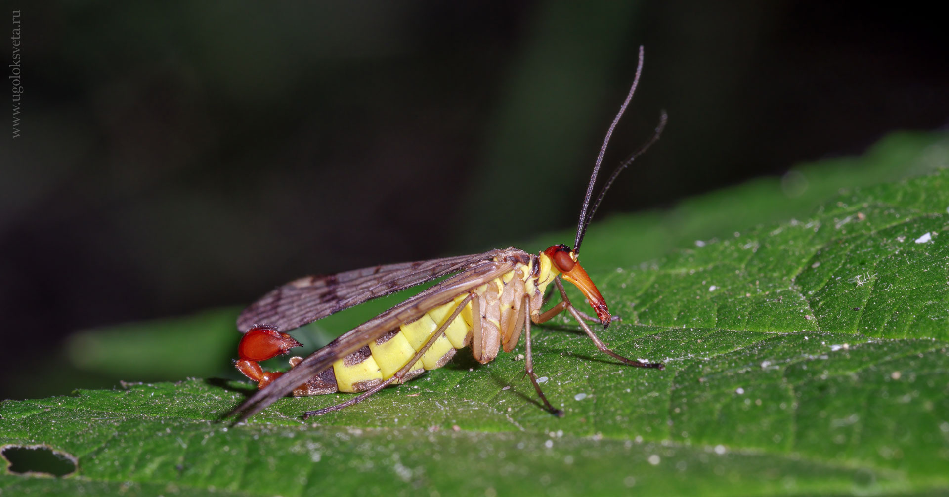 Скорпионница обыкновенная (Panorpa communis). Самец.