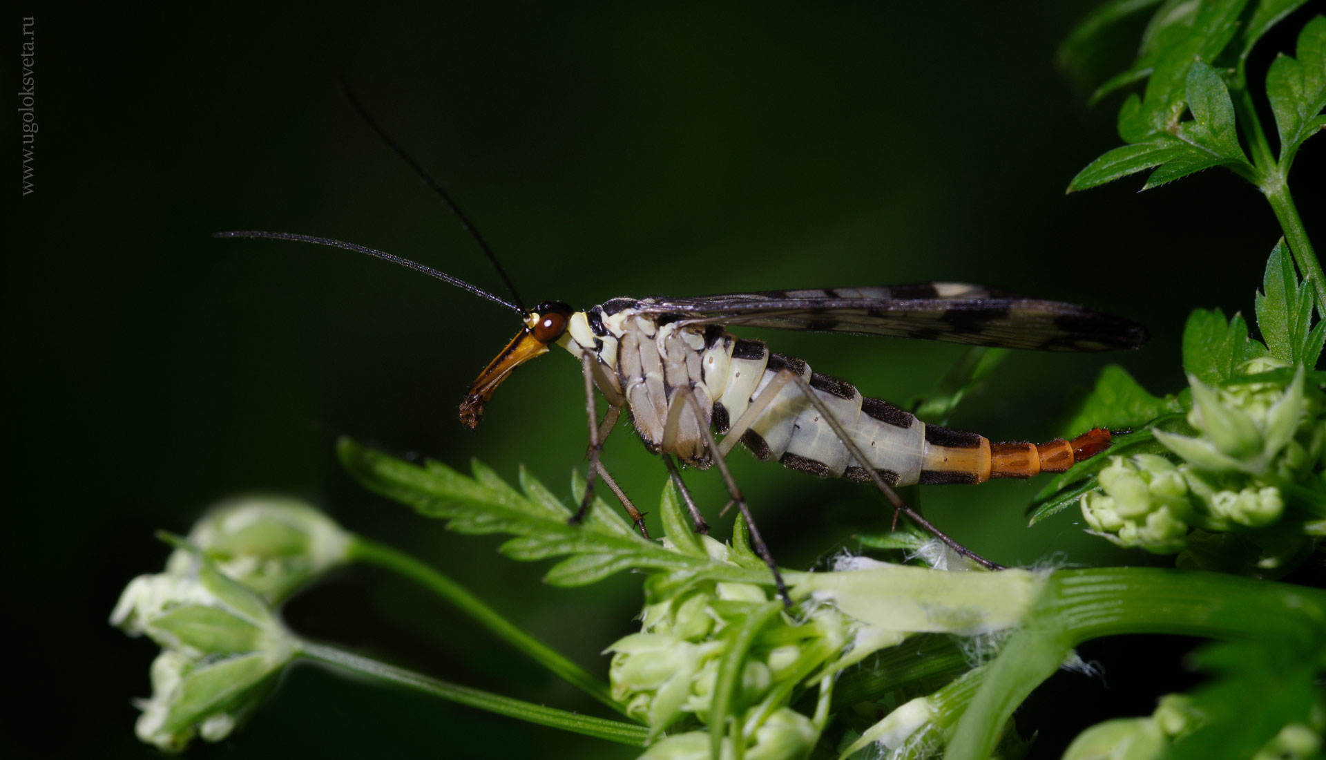 Скорпионница ординарная (Panorpa vulgaris). Самка.