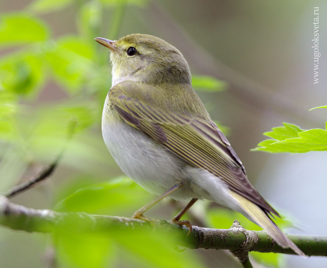 Пеночка-трещотка (Phylloscopus sibilatrix).