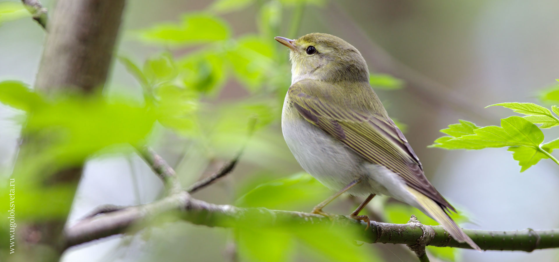 Пеночка-трещотка (Phylloscopus sibilatrix).