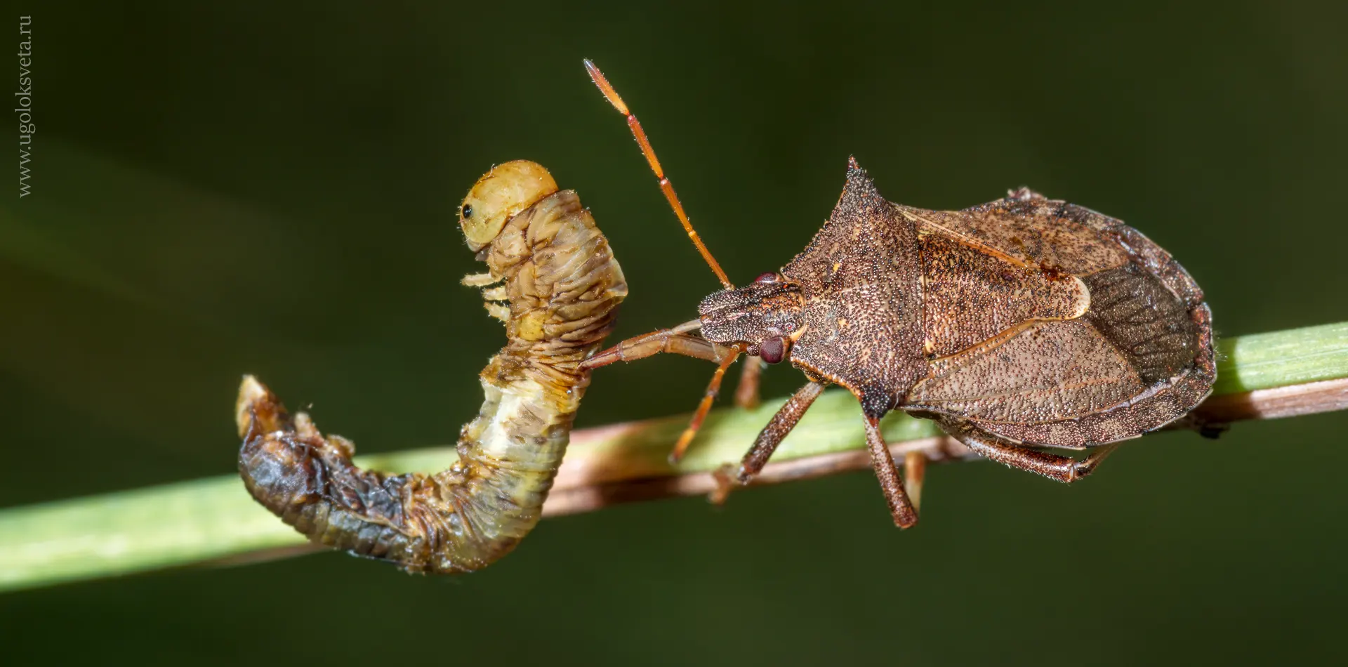 Взрослый клоп щитник двузубчатый (Picromerus bidens) поймал ложногусеницу пилильщика