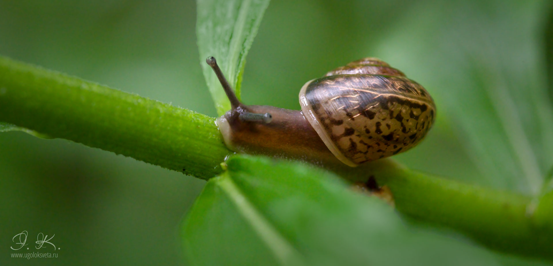 Кустарниковая улитка (Fruticicola fruticum)