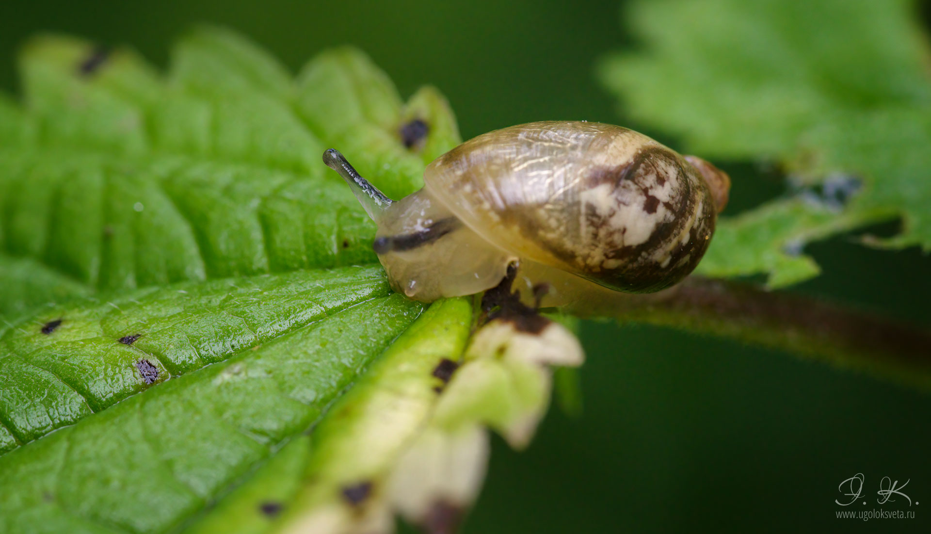 Кустарниковая улитка (Fruticicola fruticum)