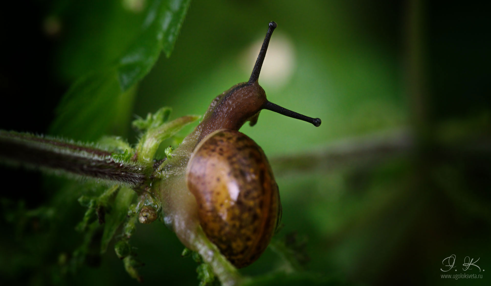 Кустарниковая улитка (Fruticicola fruticum)