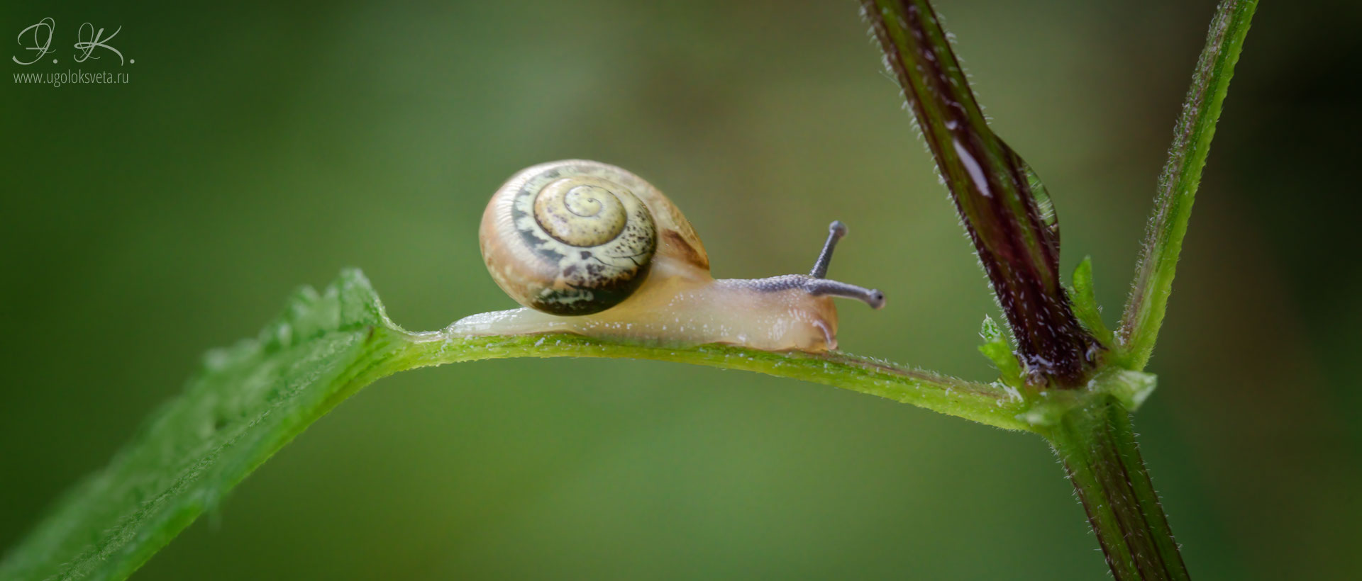 Кустарниковая улитка (Fruticicola fruticum)