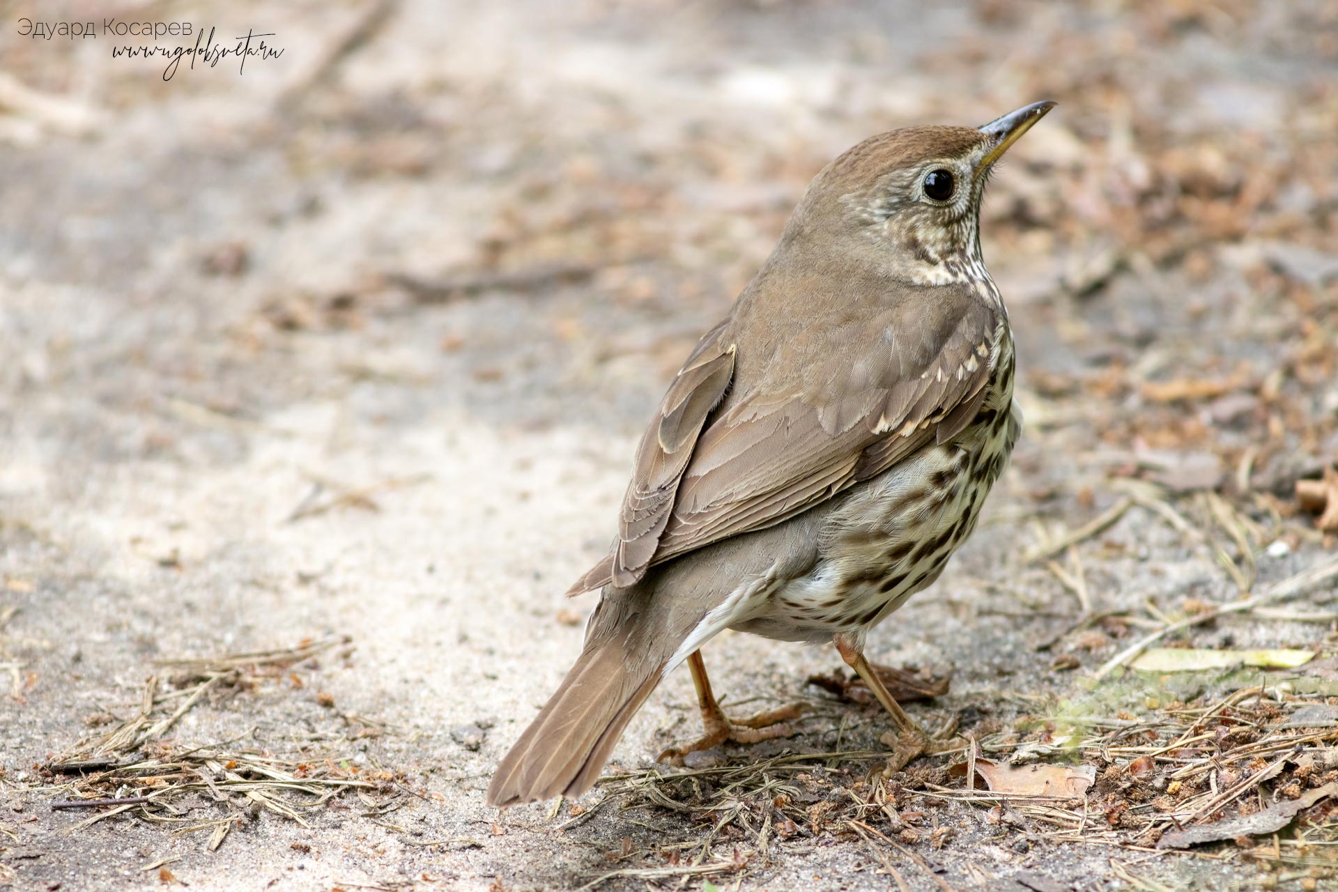 Певчий дрозд (Turdus philomelos).