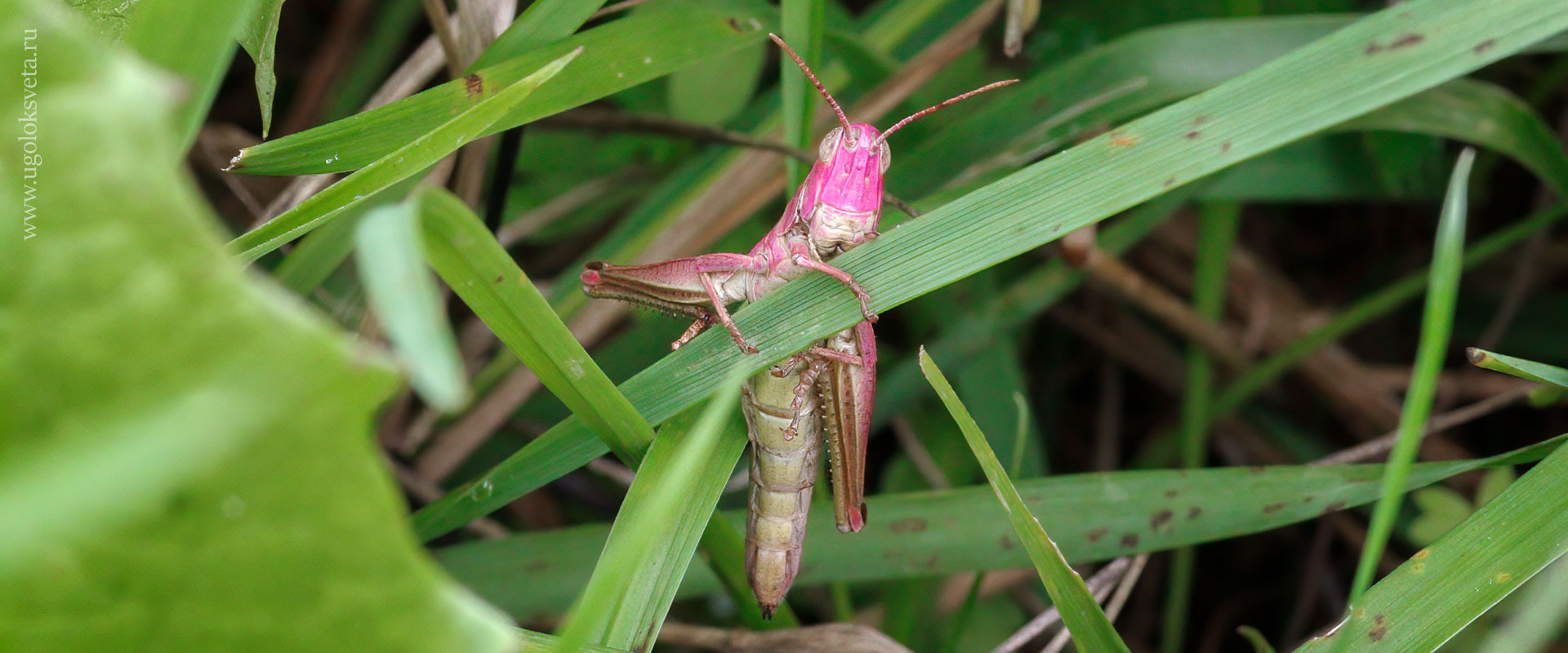 Багряный конёк (chorthippus parallelus).