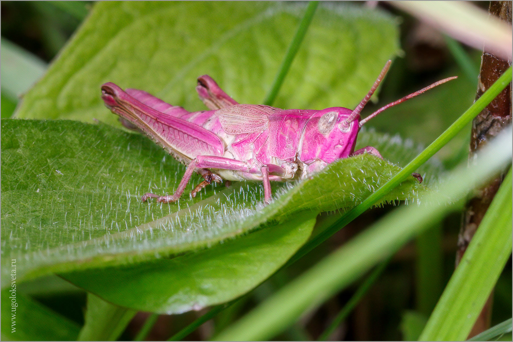 Красный конёк (chorthippus parallelus), самка.