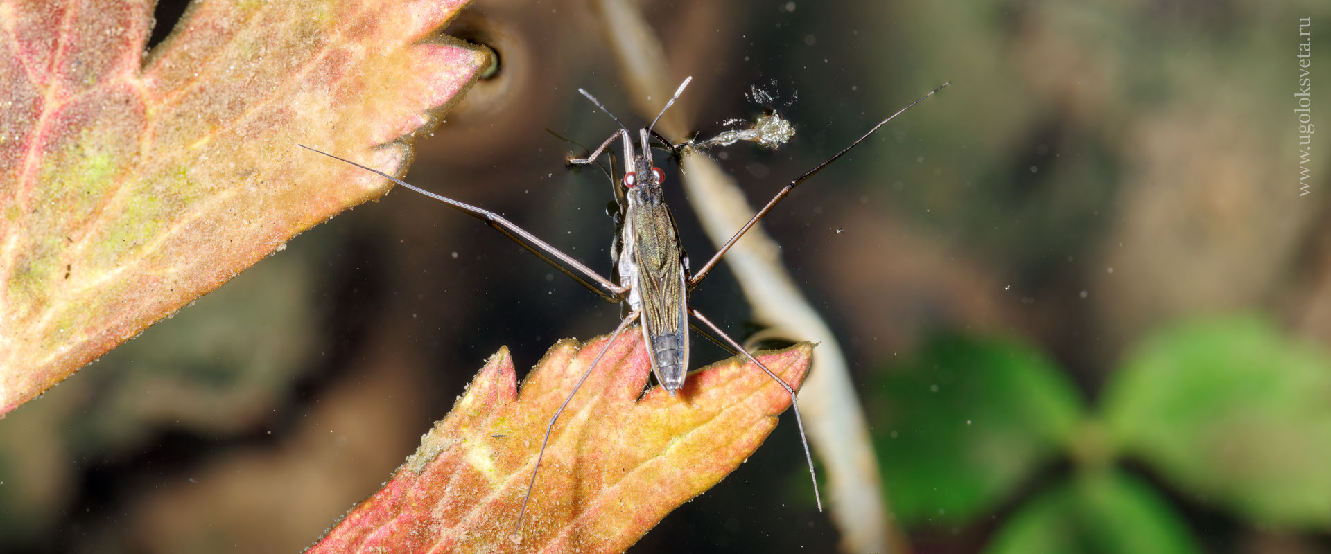 Прудовая водомерка (Gerris lacustris).