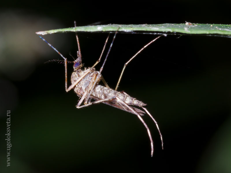 Комар, сидящий на листе, с хоботком, выставленным вверх сквозь отверстие.
